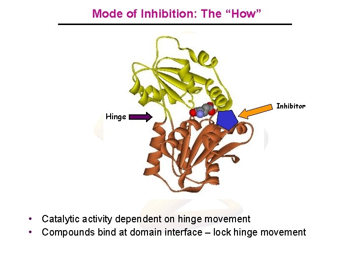 Mode of Inhibition: The “How” Inhibitor Hinge • Catalytic activity dependent on hinge movement