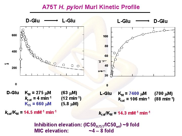 A 75 T H. pylori Mur. I Kinetic Profile D-Glu L-Glu KM = 275