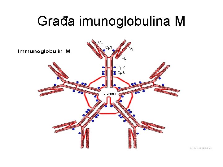 Građa imunoglobulina M 