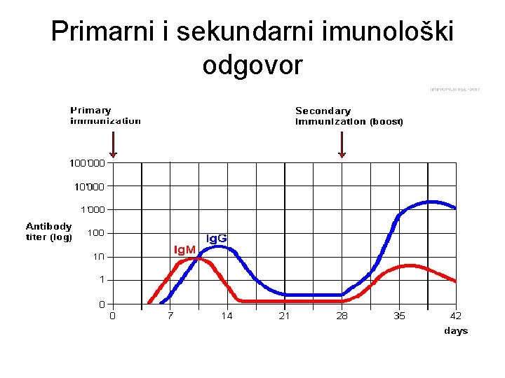 Primarni i sekundarni imunološki odgovor 