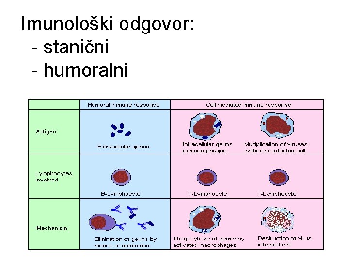 Imunološki odgovor: - stanični - humoralni 