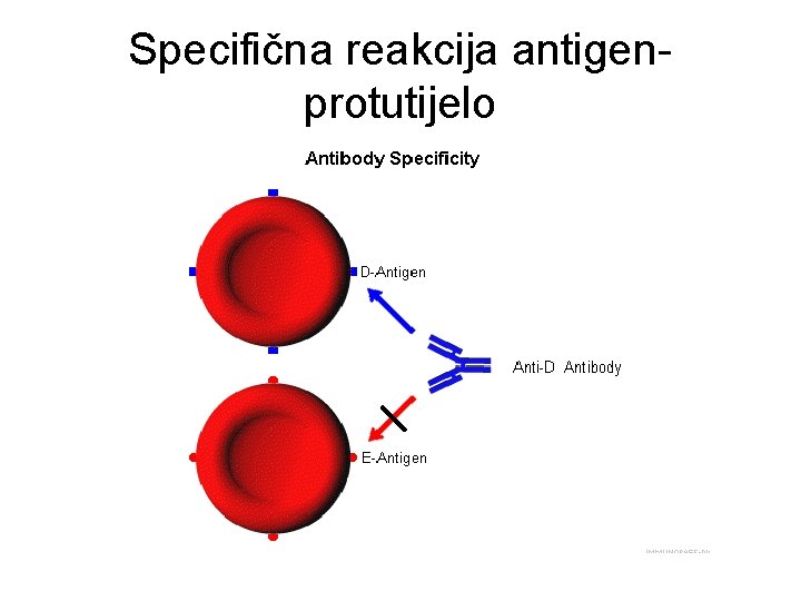 Specifična reakcija antigenprotutijelo 