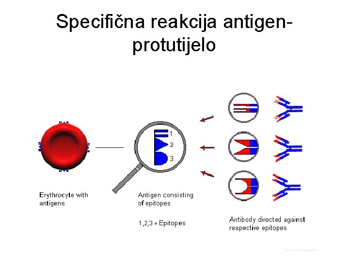 Specifična reakcija antigenprotutijelo 