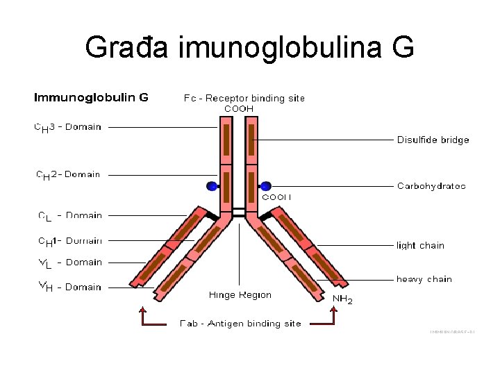 Građa imunoglobulina G 