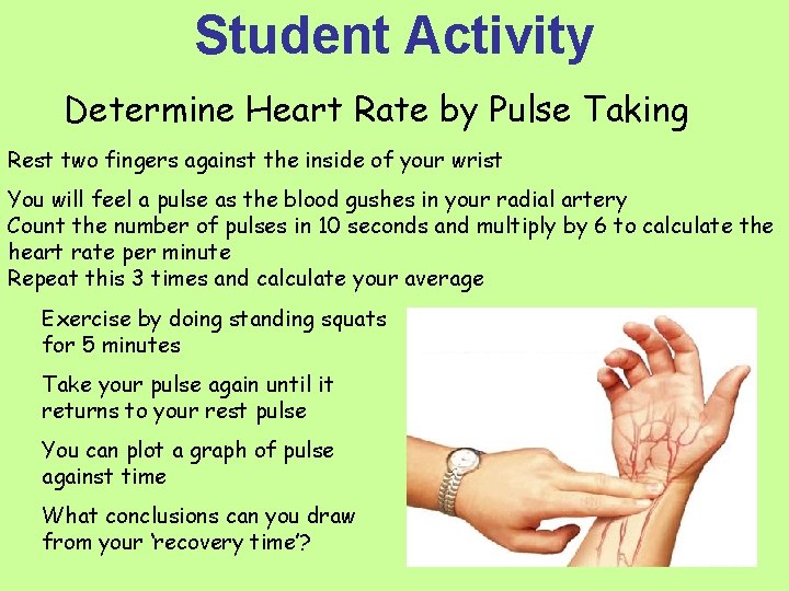 Student Activity Determine Heart Rate by Pulse Taking Rest two fingers against the inside