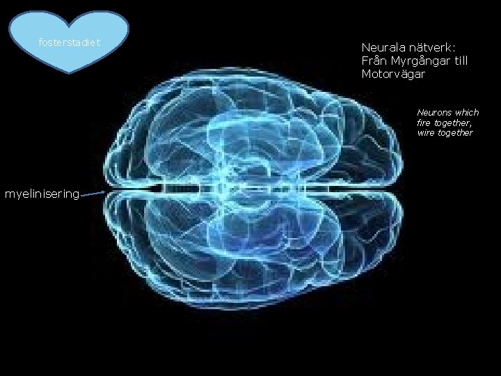 fosterstadiet Neurala nätverk: Från Myrgångar till Motorvägar Neurons which fire together, wire together myelinisering