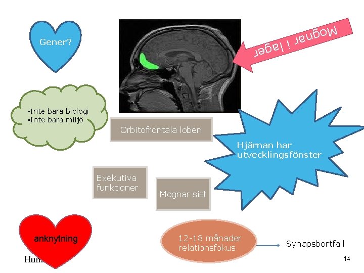 Mog nar Gener? er i lag • Inte bara biologi • Inte bara miljö Mog nar Gener? er i lag • Inte bara biologi • Inte bara miljö