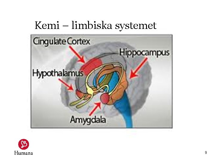 Kemi – limbiska systemet 9 