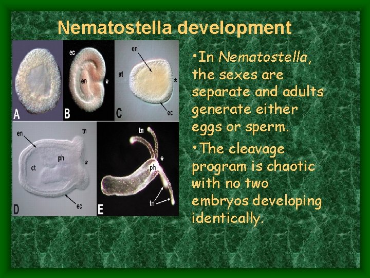 Nematostella development • In Nematostella, the sexes are separate and adults generate either eggs