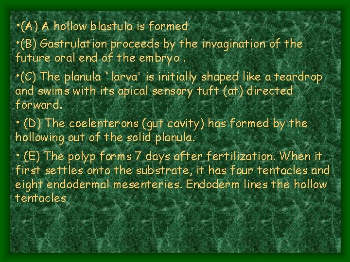 • (A) A hollow blastula is formed • (B) Gastrulation proceeds by the