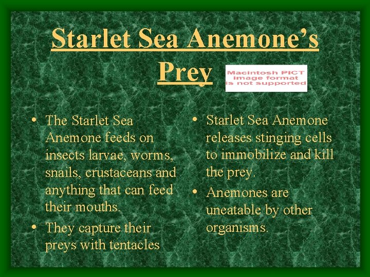 Starlet Sea Anemone’s Prey • The Starlet Sea • Starlet Sea Anemone feeds on