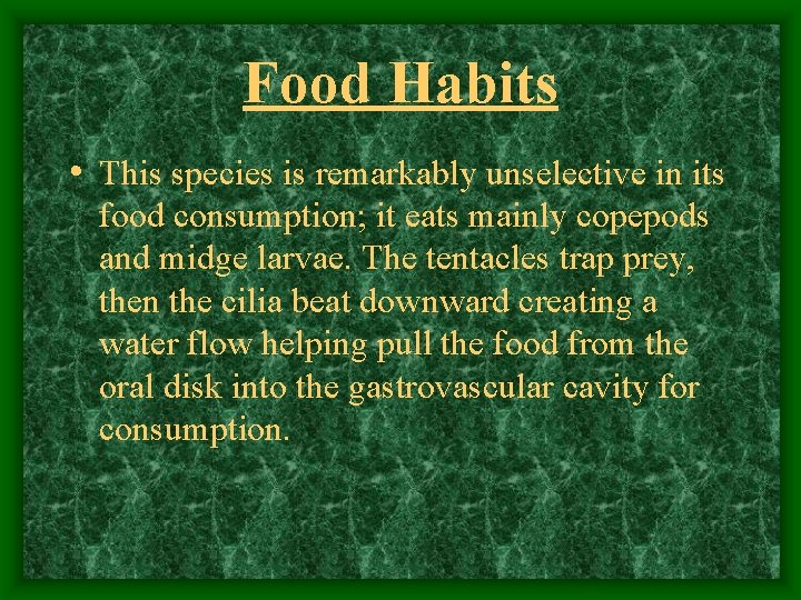 Food Habits • This species is remarkably unselective in its food consumption; it eats