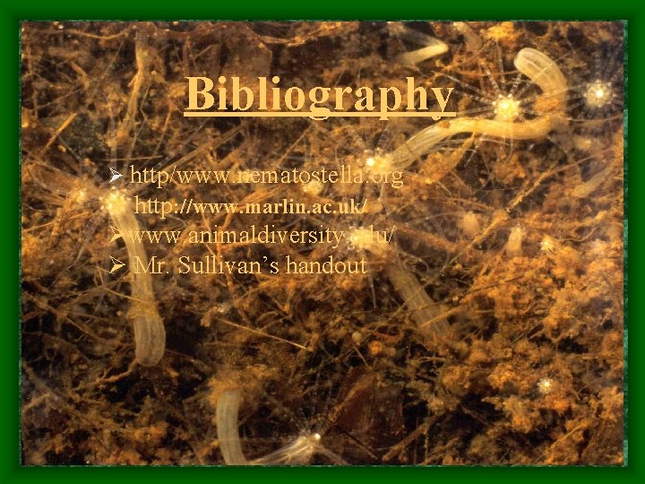 Bibliography Ø http/www. nematostella. org Ø http: //www. marlin. ac. uk/ Øwww. animaldiversity. edu/