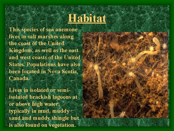 Habitat This species of sea anemone lives in salt marshes along the coast of