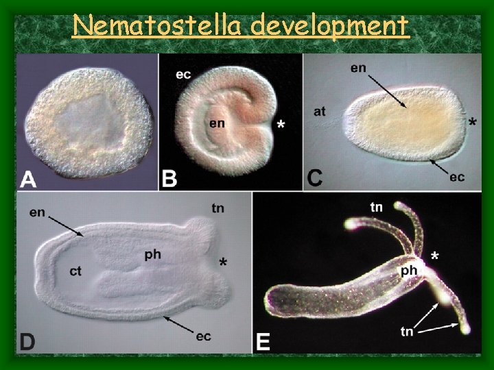 Nematostella development 