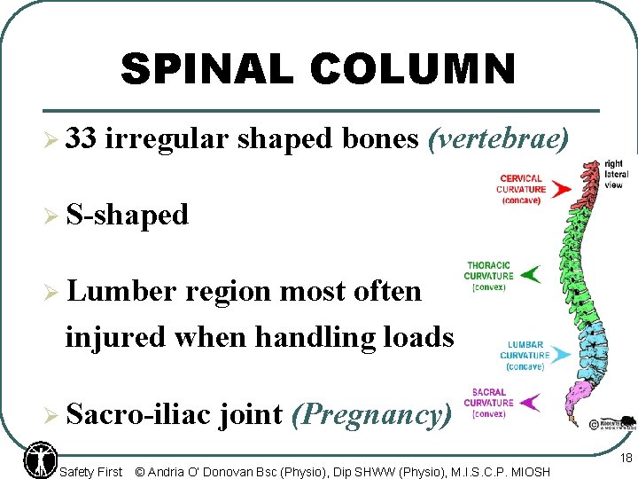 SPINAL COLUMN Ø 33 irregular shaped bones (vertebrae) Ø S-shaped Ø Lumber region most