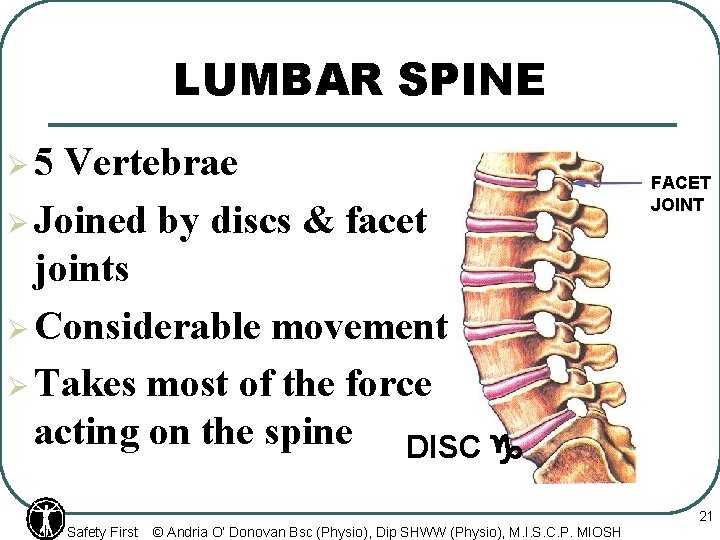 LUMBAR SPINE Ø 5 Vertebrae Ø Joined by discs & facet joints Ø Considerable