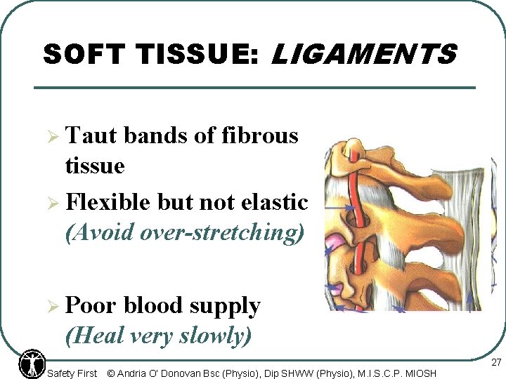 SOFT TISSUE: LIGAMENTS Ø Taut bands of fibrous tissue Ø Flexible but not elastic