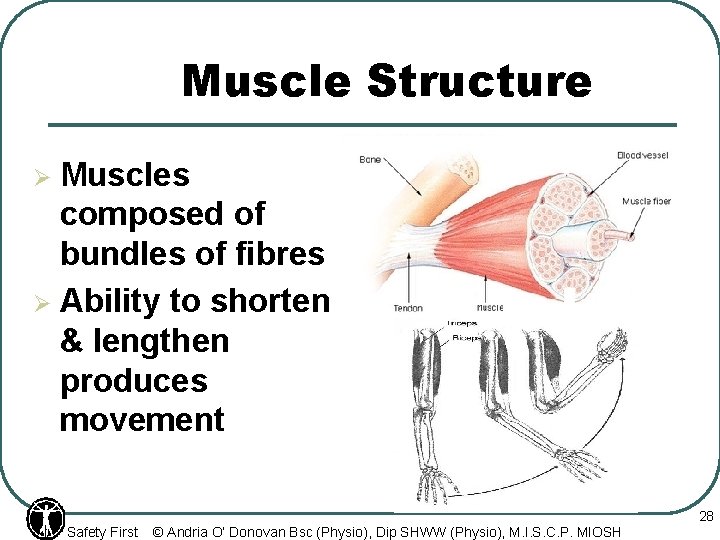 Muscle Structure Muscles composed of bundles of fibres Ø Ability to shorten & lengthen