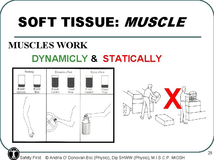 SOFT TISSUE: MUSCLES WORK DYNAMICLY & STATICALLY X Safety First © Andria O’ Donovan