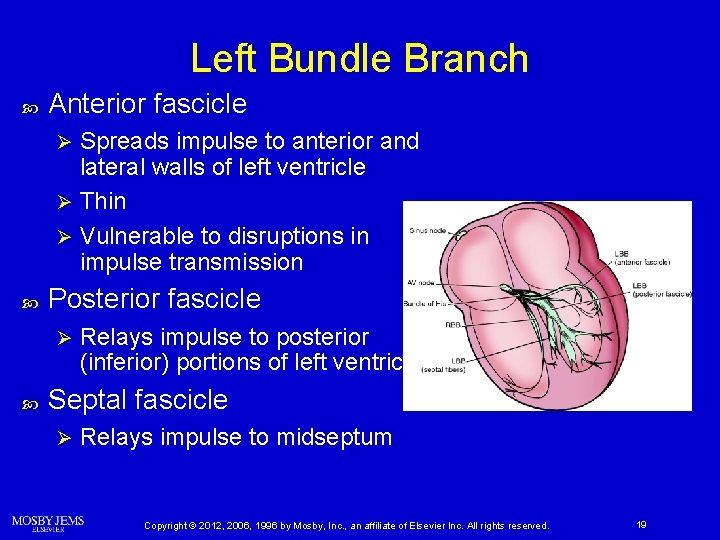 Left Bundle Branch Anterior fascicle Spreads impulse to anterior and lateral walls of left