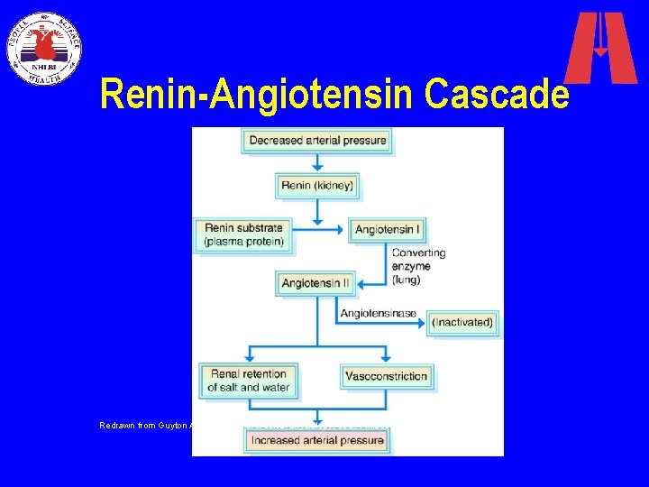 Renin-Angiotensin Cascade Redrawn from Guyton AC: Textbook of medical physiology, ed 8, Philadelphia, 1991,