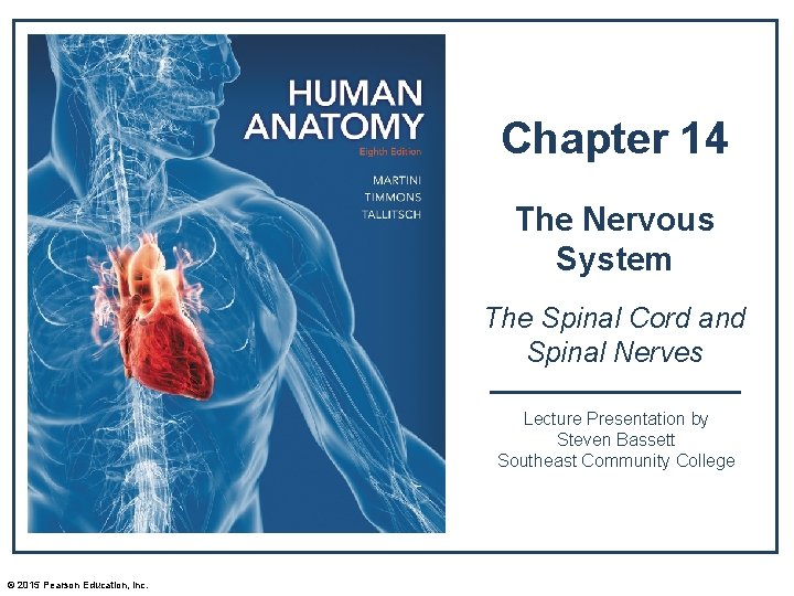 Chapter 14 The Nervous System The Spinal Cord and Spinal Nerves Lecture Presentation by