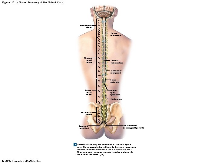 Figure 14. 1 a Gross Anatomy of the Spinal Cord Cervical spinal nerves C