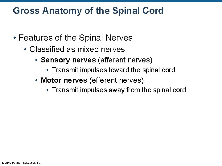 Gross Anatomy of the Spinal Cord • Features of the Spinal Nerves • Classified