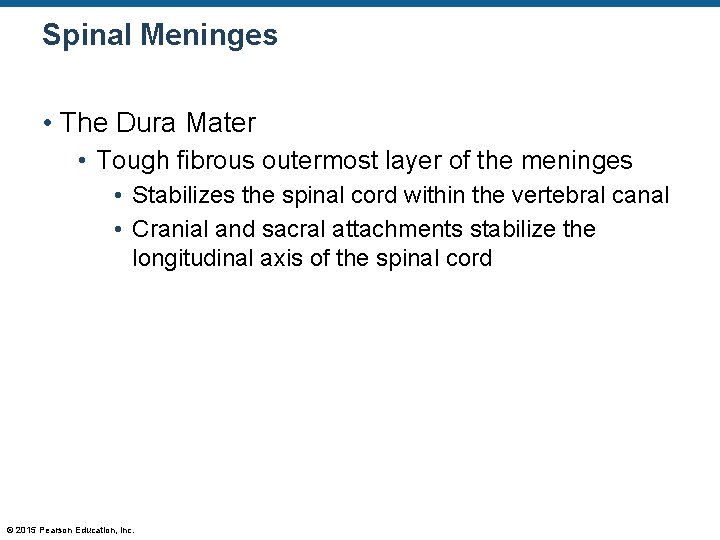 Spinal Meninges • The Dura Mater • Tough fibrous outermost layer of the meninges