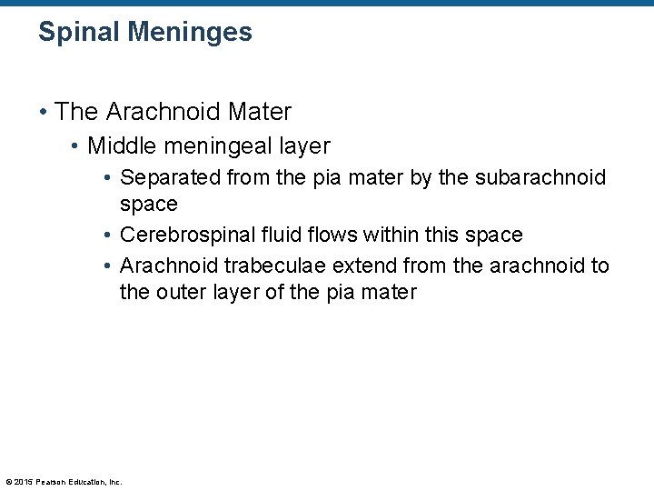 Spinal Meninges • The Arachnoid Mater • Middle meningeal layer • Separated from the