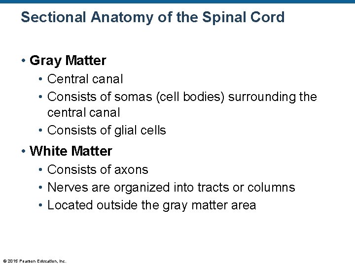 Sectional Anatomy of the Spinal Cord • Gray Matter • Central canal • Consists