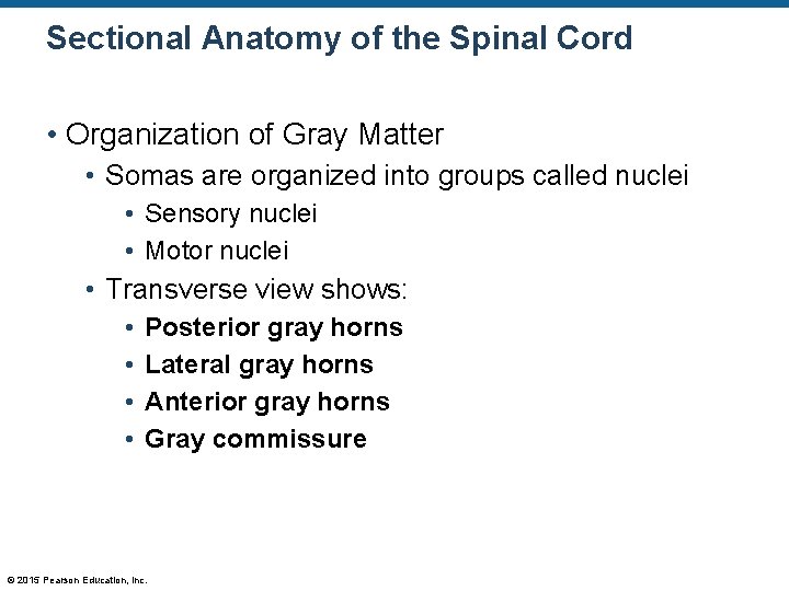 Sectional Anatomy of the Spinal Cord • Organization of Gray Matter • Somas are