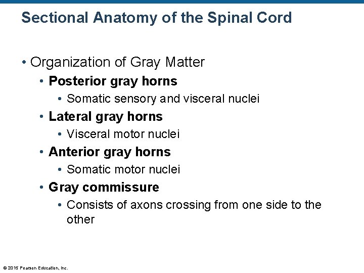 Sectional Anatomy of the Spinal Cord • Organization of Gray Matter • Posterior gray