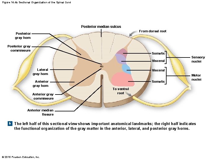 Figure 14. 4 b Sectional Organization of the Spinal Cord Posterior median sulcus From