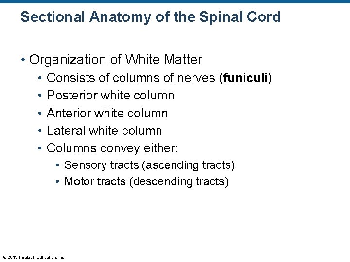 Sectional Anatomy of the Spinal Cord • Organization of White Matter • • •