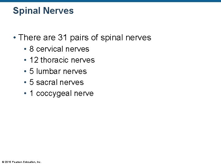 Spinal Nerves • There are 31 pairs of spinal nerves • • • 8