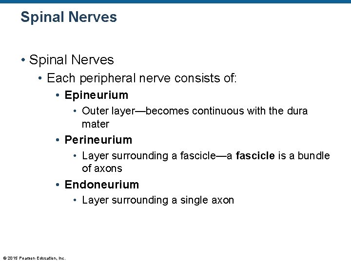 Spinal Nerves • Each peripheral nerve consists of: • Epineurium • Outer layer—becomes continuous