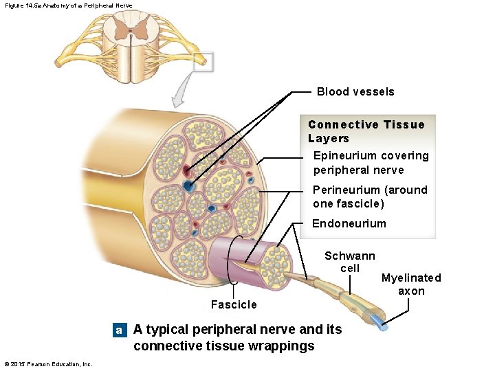 Figure 14. 5 a Anatomy of a Peripheral Nerve Blood vessels Connective Tissue Layers