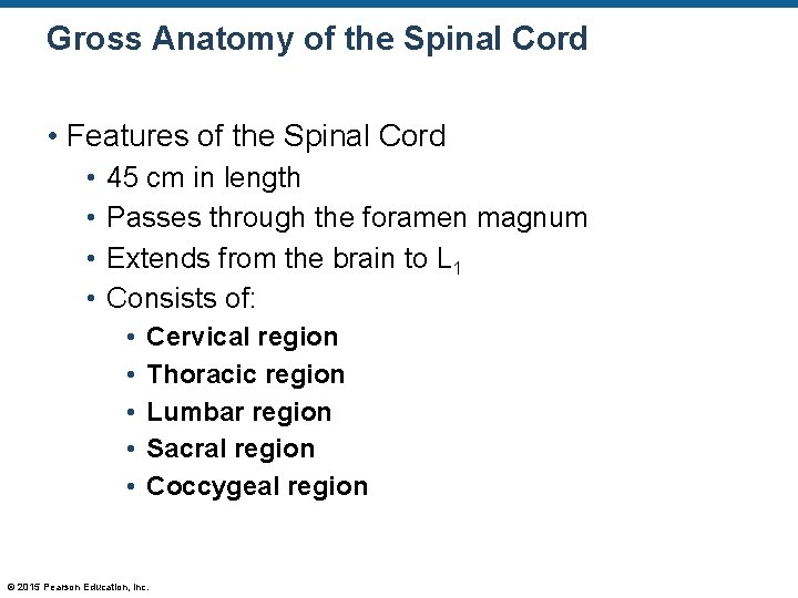 Gross Anatomy of the Spinal Cord • Features of the Spinal Cord • •