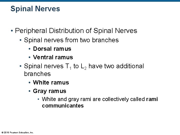 Spinal Nerves • Peripheral Distribution of Spinal Nerves • Spinal nerves from two branches