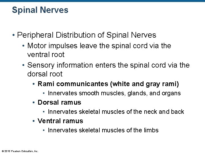 Spinal Nerves • Peripheral Distribution of Spinal Nerves • Motor impulses leave the spinal