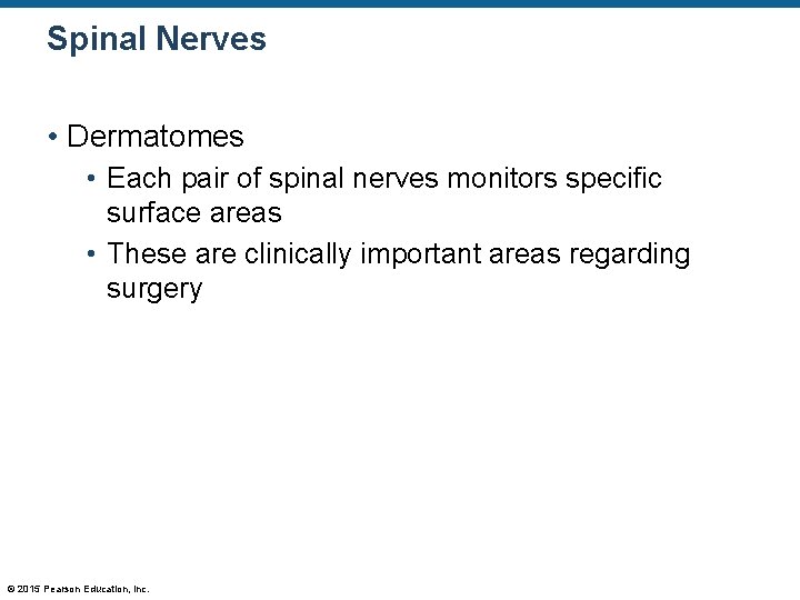Spinal Nerves • Dermatomes • Each pair of spinal nerves monitors specific surface areas
