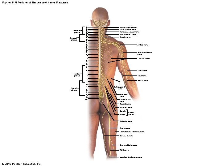 Figure 14. 8 Peripheral Nerves and Nerve Plexuses Cervical plexus Brachial plexus C 1