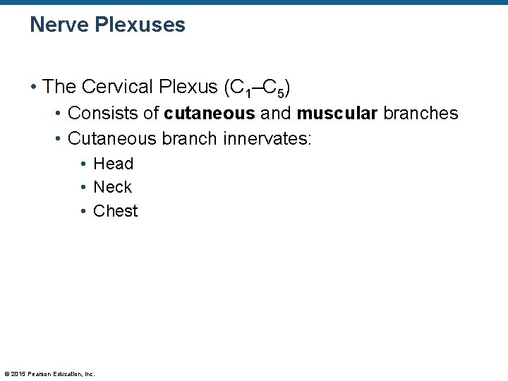Nerve Plexuses • The Cervical Plexus (C 1–C 5) • Consists of cutaneous and