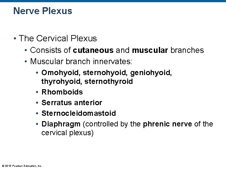 Nerve Plexus • The Cervical Plexus • Consists of cutaneous and muscular branches •