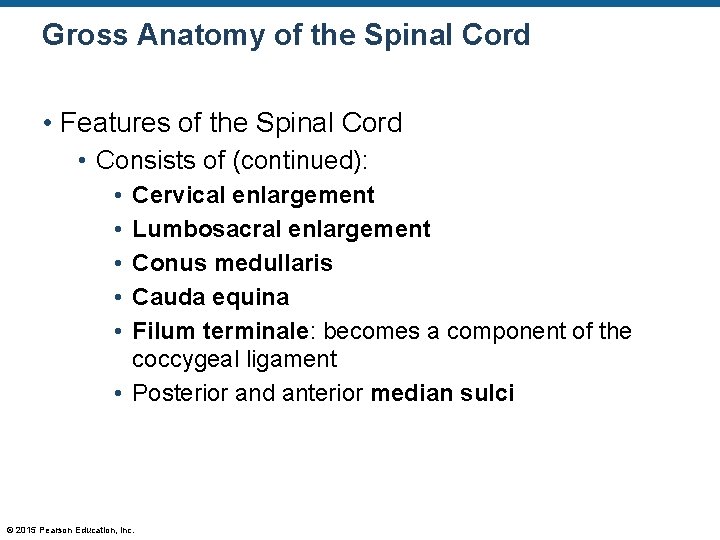 Gross Anatomy of the Spinal Cord • Features of the Spinal Cord • Consists