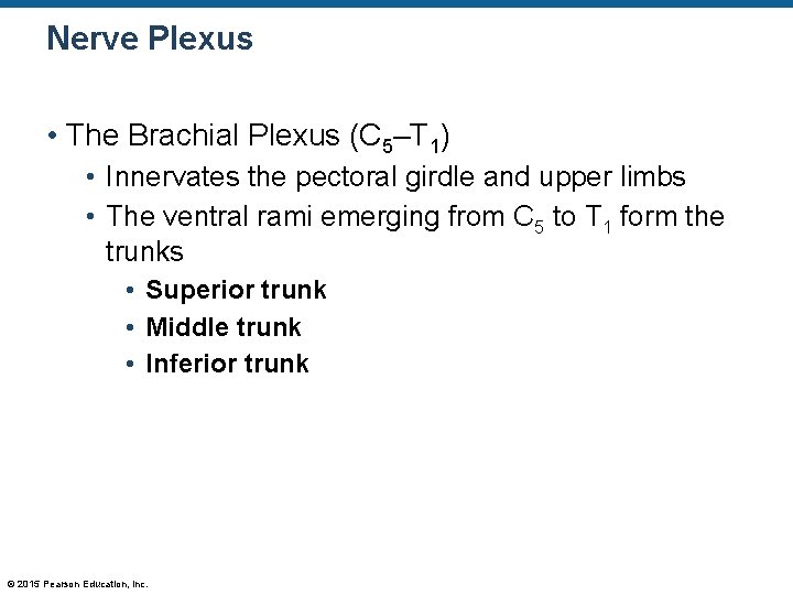 Nerve Plexus • The Brachial Plexus (C 5–T 1) • Innervates the pectoral girdle