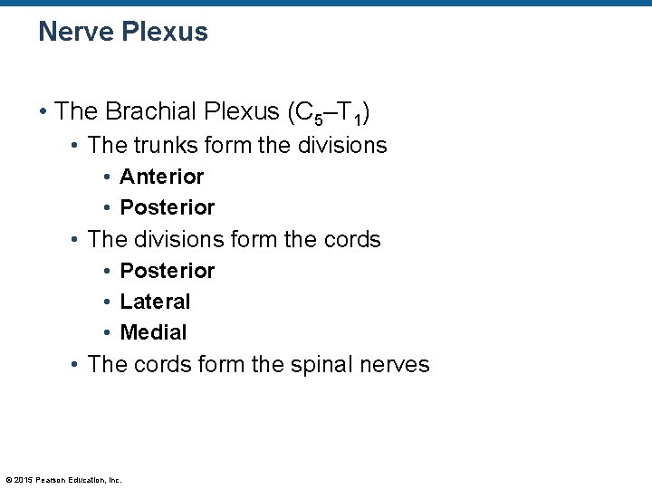 Nerve Plexus • The Brachial Plexus (C 5–T 1) • The trunks form the
