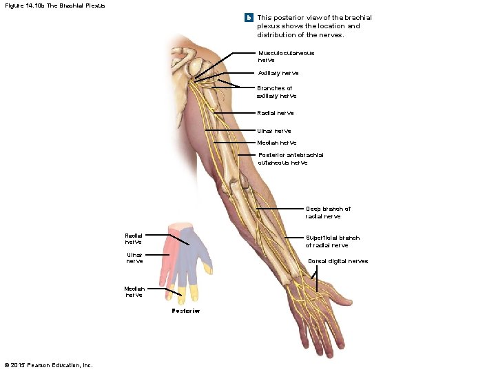 Figure 14. 10 b The Brachial Plexus b This posterior view of the brachial